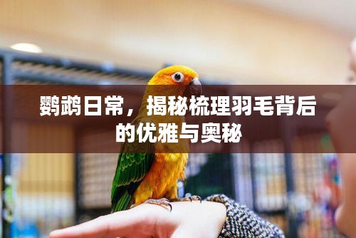 鸚鵡日常，揭秘梳理羽毛背后的優(yōu)雅與奧秘