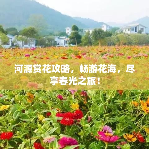 河源賞花攻略，暢游花海，盡享春光之旅！