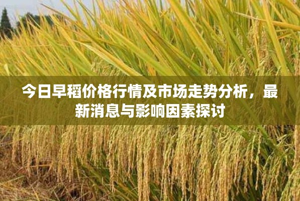 今日早稻價(jià)格行情及市場(chǎng)走勢(shì)分析，最新消息與影響因素探討