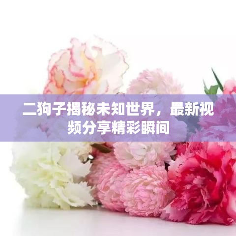二狗子揭秘未知世界，最新視頻分享精彩瞬間