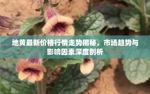 地黃最新價格行情走勢揭秘，市場趨勢與影響因素深度剖析