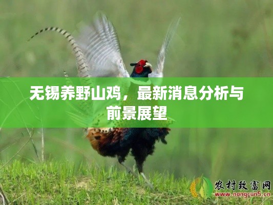 無(wú)錫養(yǎng)野山雞，最新消息分析與前景展望