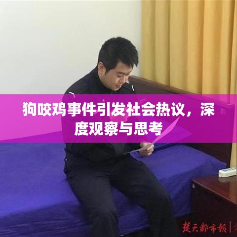 狗咬雞事件引發(fā)社會熱議，深度觀察與思考