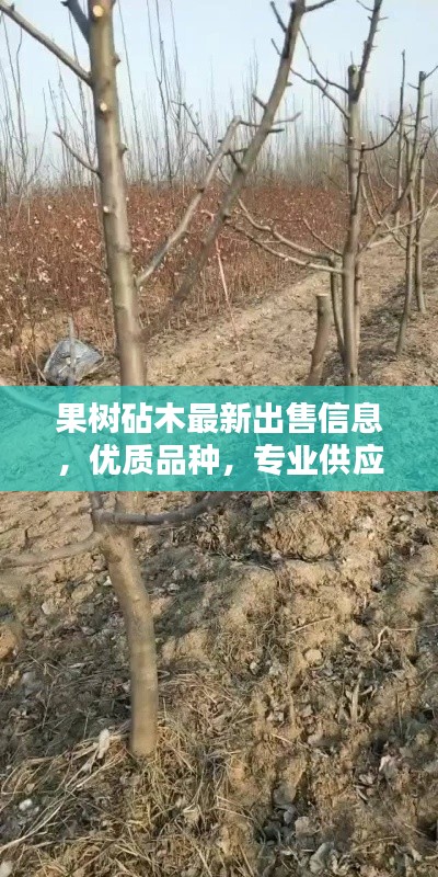 果樹(shù)砧木最新出售信息，優(yōu)質(zhì)品種，專業(yè)供應(yīng)