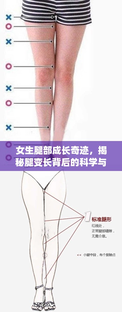 女生腿部成長(zhǎng)奇跡，揭秘腿變長(zhǎng)背后的科學(xué)與奧秘