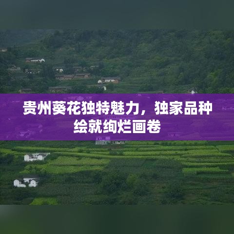 貴州葵花獨(dú)特魅力，獨(dú)家品種繪就絢爛畫卷