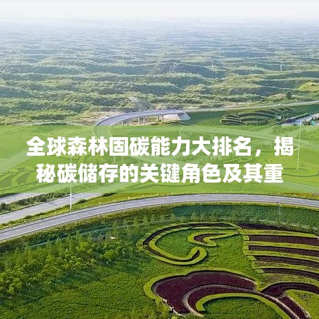 全球森林固碳能力大排名，揭秘碳儲(chǔ)存的關(guān)鍵角色及其重要性