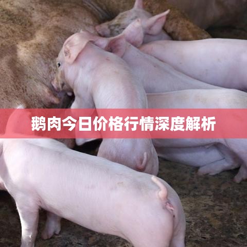 鵝肉今日價(jià)格行情深度解析