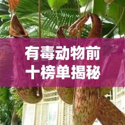有毒動(dòng)物前十榜單揭秘，致命生物排名大揭秘！
