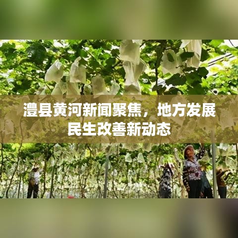 澧縣黃河新聞聚焦，地方發(fā)展民生改善新動態(tài)