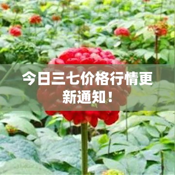 今日三七價(jià)格行情更新通知！