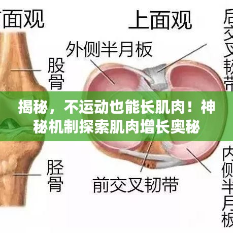 揭秘，不運動也能長肌肉！神秘機制探索肌肉增長奧秘
