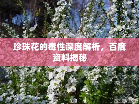 珍珠花的毒性深度解析，百度資料揭秘
