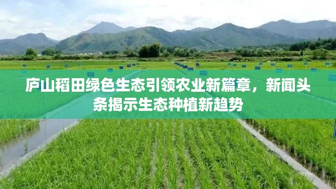 廬山稻田綠色生態(tài)引領(lǐng)農(nóng)業(yè)新篇章，新聞頭條揭示生態(tài)種植新趨勢