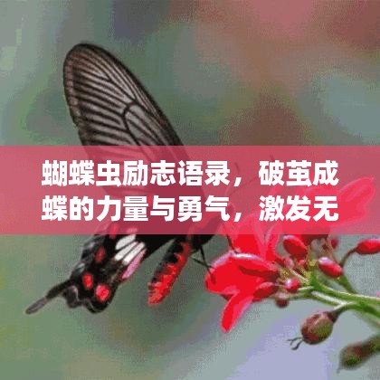 夫貴妻榮