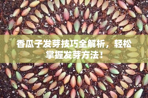 香瓜子發(fā)芽技巧全解析，輕松掌握發(fā)芽方法！