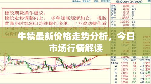 牛犢最新價(jià)格走勢(shì)分析，今日市場(chǎng)行情解讀