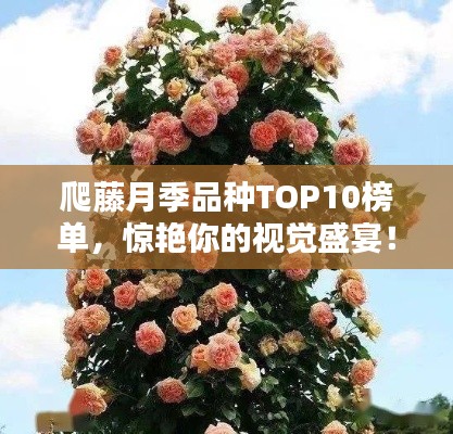 爬藤月季品種TOP10榜單，驚艷你的視覺盛宴！