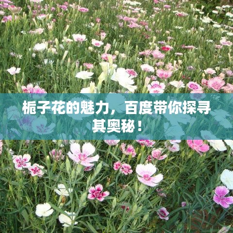 梔子花的魅力，百度帶你探尋其奧秘！