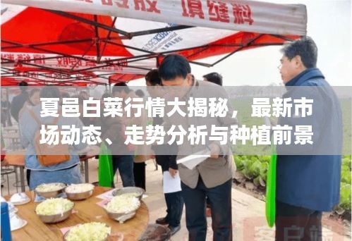 夏邑白菜行情大揭秘，最新市場(chǎng)動(dòng)態(tài)、走勢(shì)分析與種植前景展望