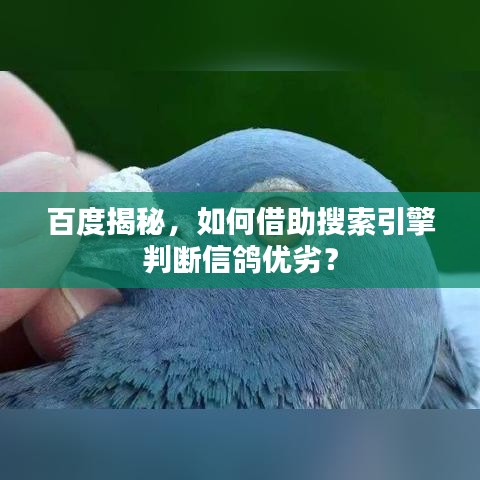 百度揭秘，如何借助搜索引擎判斷信鴿優(yōu)劣？