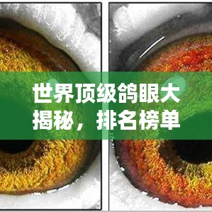 世界頂級鴿眼大揭秘，排名榜單不容錯過！