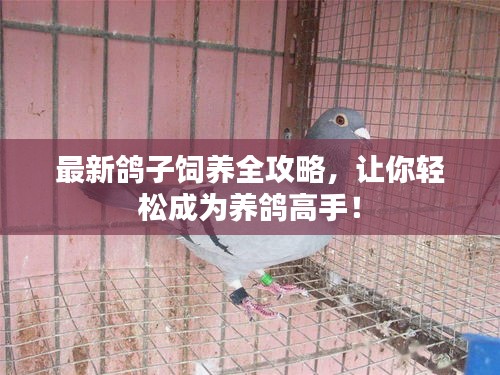最新鴿子飼養(yǎng)全攻略，讓你輕松成為養(yǎng)鴿高手！
