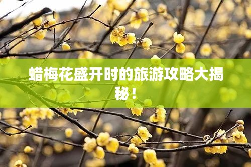 蠟梅花盛開時(shí)的旅游攻略大揭秘！
