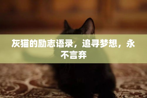 灰貓的勵(lì)志語錄，追尋夢(mèng)想，永不言棄