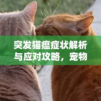 突發(fā)貓瘟癥狀解析與應對攻略，寵物主人必備知識