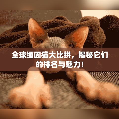 全球緬因貓大比拼，揭秘它們的排名與魅力！