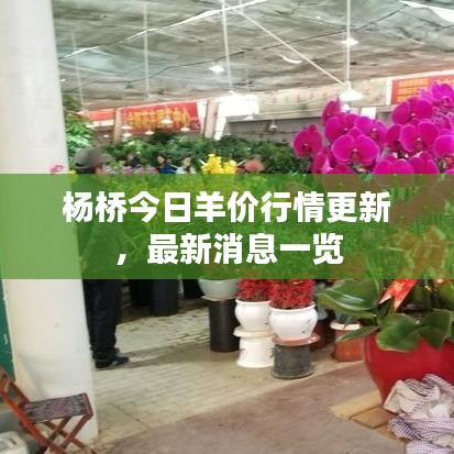 楊橋今日羊價行情更新，最新消息一覽