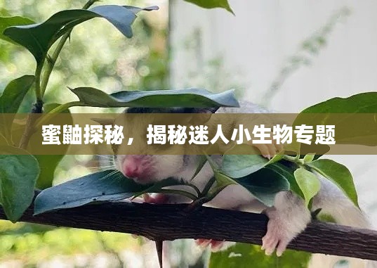 蜜鼬探秘，揭秘迷人小生物專題