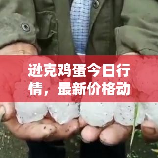 遜克雞蛋今日行情，最新價格動態(tài)！